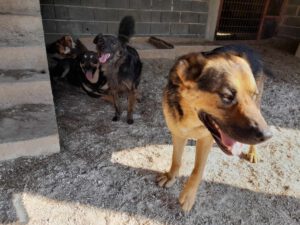 tomas_2017_27