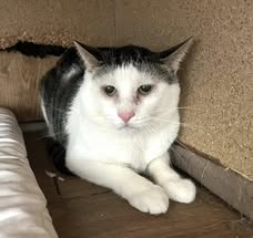 NIKOLA_2021