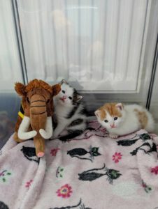BUBU & BAZUKA_05.2025