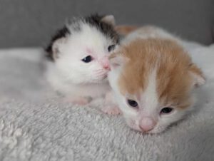BUBU & BAZUKA_05.2025