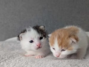 BUBU & BAZUKA_05.2025