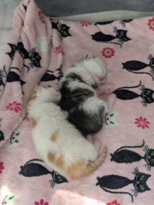 BUBU & BAZUKA_05.2025