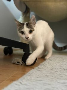 ZANA_06.2025