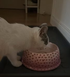 ZANA_06.2025