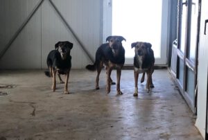 Nando_Nayla_Nola