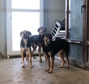 Nando_Nayla_Nola