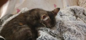 MYLA_06.2025