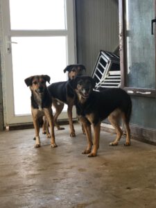 Nando_Nayla_Nola