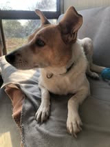 Bella-Bee_2017