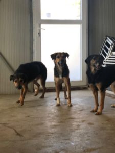 Nando_Nayla_Nola