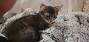 MYLA_06.2025