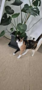 MYRA_09.2023