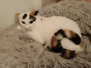 DILARA_10.04.2025