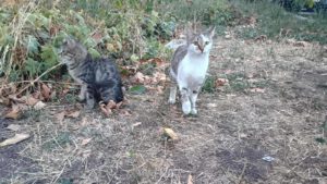 LYDI_04.2025