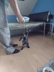 KITTI