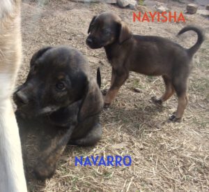Navarro_aug25