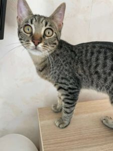 LITTLETIGER_28.03.2025