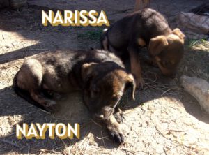 Nayton_Aug25