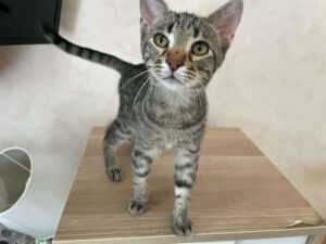 LITTLETIGER_28.03.2025