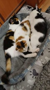 KASIOPAIA, KAIRA & ELPIDA