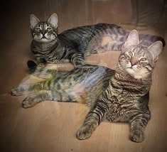 TONI&TOMKE_05.2.2019