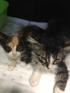 Pepper & Pixie_22.05.2025