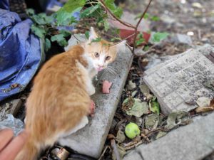 Liano_apr25