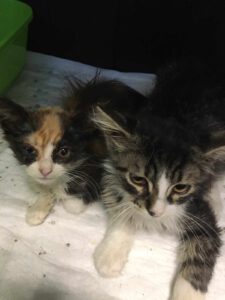 Pepper & Pixie_22.05.2025