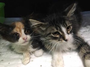 Pepper & Pixie_22.05.2025