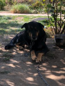 BODI_2022