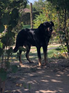 BODI_2022