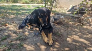 BODI_2022