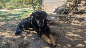 BODI_2022