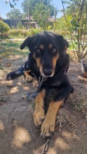 BODI_2022