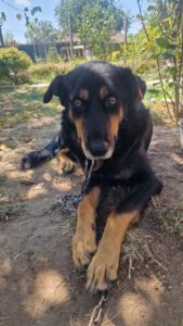 BODI_2022