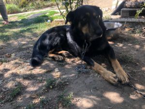 BODI_2022