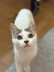 ZANA_06.2025