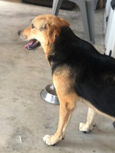 COCO_ 2019