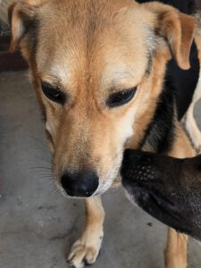 COCO_ 2019