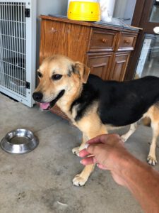 COCO_ 2019