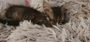 MYLA_06.2025