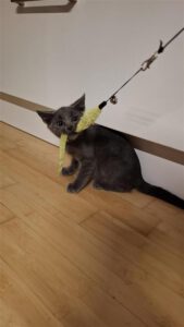 MAXI_05.2025