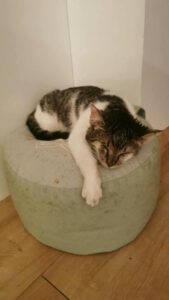 CUDDLES_05.2025