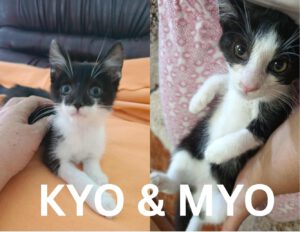 KYO_MYO_15.08.2025