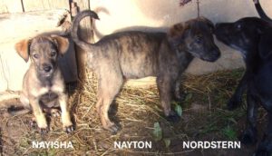 Nayisha_Nayton_Nordstern_aug25