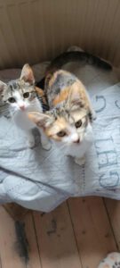 BRANDY_BADITA_01.06.2025