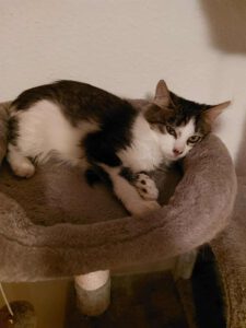Belvedere_Bourbon_Jun25