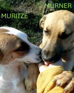 muritze_murner_jan25