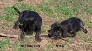 nordstern_nyla_aug25