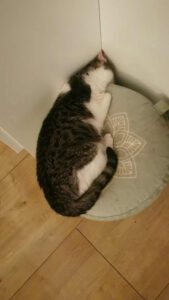 CUDDLES_05.2025